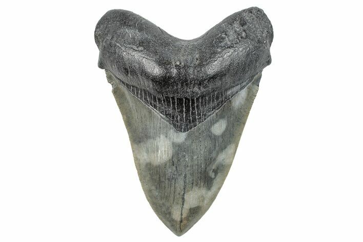 Serrated, Fossil Megalodon Tooth - South Carolina #286468